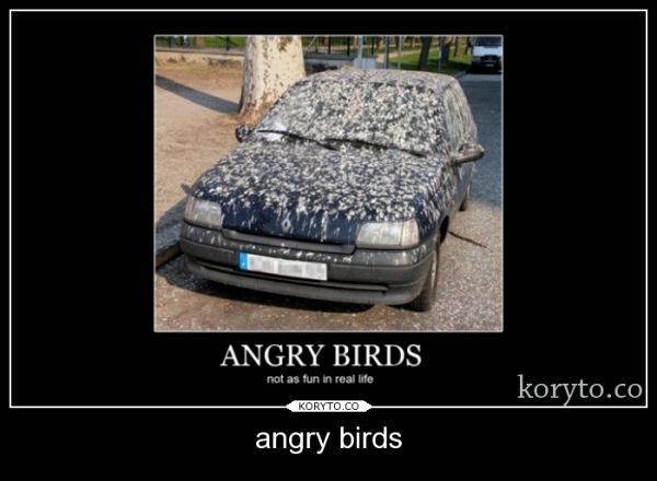 angry birds