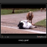 crazy goat