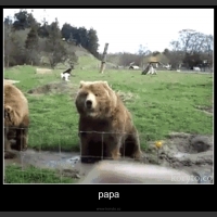 papa